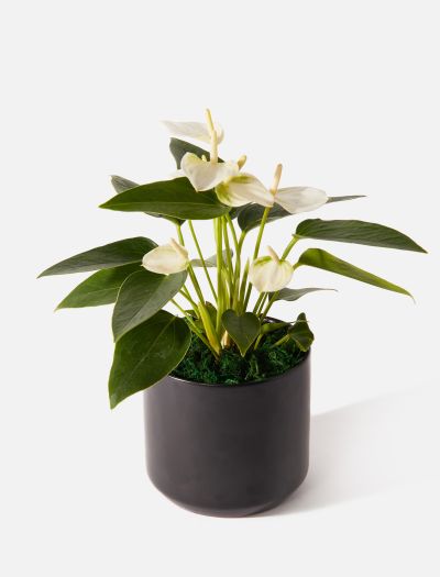 The Blanche-NF-K-10031